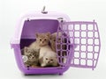 Little kittens in a pet carrier on a white background Royalty Free Stock Photo