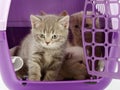 Little kittens in a pet carrier on a white background Royalty Free Stock Photo