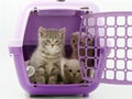 Little kittens in a pet carrier on a white background Royalty Free Stock Photo