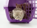 Little kittens in a pet carrier on a white background Royalty Free Stock Photo