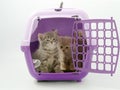 Little kittens in a pet carrier on a white background Royalty Free Stock Photo