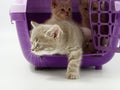 Little kittens in a pet carrier on a white background Royalty Free Stock Photo