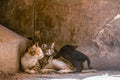 Little kittens are played at the mom`s on granite stairs in the mosque