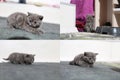 Little kittens playing on the carpet, multicam, grid 2x2 screen Royalty Free Stock Photo