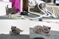 Little kittens playing on the carpet with rope, multicam, grid 2x2 screen Royalty Free Stock Photo