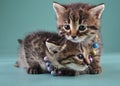 Little kittens with small metal jingle bells beads