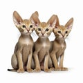 Little kittens of sphinx cats breed isolated on white,