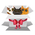 Little kittens in a white gift box with red bow. Three cats Royalty Free Stock Photo