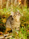 Little kitty in the autumn grass looking up