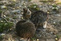 The little kitty cat playing with the hedgehog Royalty Free Stock Photo