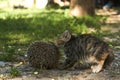 The little kitty cat playing with the hedgehog Royalty Free Stock Photo