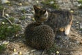 The little kitty cat playing with the hedgehog Royalty Free Stock Photo