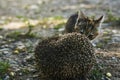 The little kitty cat playing with the hedgehog Royalty Free Stock Photo