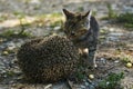 The little kitty cat playing with the hedgehog Royalty Free Stock Photo