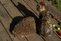 The little kitty cat playing with the hedgehog Royalty Free Stock Photo