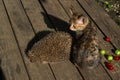The little kitty cat playing with the hedgehog Royalty Free Stock Photo