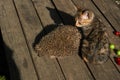 The little kitty cat playing with the hedgehog Royalty Free Stock Photo