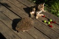 The little kitty cat playing with the hedgehog Royalty Free Stock Photo
