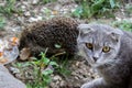 The little kitty cat playing with the hedgehog Royalty Free Stock Photo