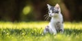 A little kitty cat sitting on a grass in the garden. She has fluffy fur and sharp ears and curious mind Royalty Free Stock Photo