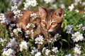 Little kitty in the garden Royalty Free Stock Photo