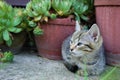 Little kitty in front flowers in garden Royalty Free Stock Photo