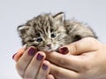 Little kitty in the human hands