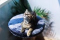 Little kitty lies on a round stand and looks away Royalty Free Stock Photo