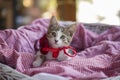 Little kitty looking up Royalty Free Stock Photo