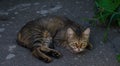 Little kitty. Pet. Street cat. Yard cat. Abandoned pet. Thoroughbred cat.