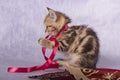 Little kitty with a red ribbon on the neck