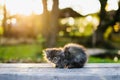 Little kitty sitting on a bench in summer sunlight