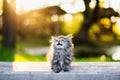 Little kitty sitting on a bench in summer sunlight