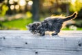 Little kitty sitting on a bench in summer sunlights