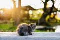 Little kitty sitting on a bench in summer sunlights