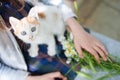 Little beautiful kitty sitting on child knees looking in to camera