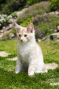 Little kitty sitting in the garden Royalty Free Stock Photo