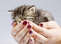 Little Kitty Sleepping in the Human Hands