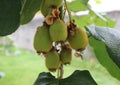 little kiwis in my kiwi tree