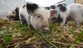 Little kune kune pigs eating fresh grass Royalty Free Stock Photo