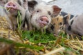 Little kune kune pigs eating fresh grass Royalty Free Stock Photo