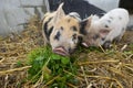 Little kune kune pigs eating fresh grass Royalty Free Stock Photo