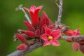 Dwarf kurrajong Brachychiton bidwillii, red flowers and buds Royalty Free Stock Photo