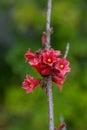 Dwarf kurrajong Brachychiton bidwillii, cluster of red flowers Royalty Free Stock Photo