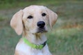 Little Lab Puppy Royalty Free Stock Photo