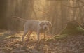 Little labrador puppy in the forest at sunrise Royalty Free Stock Photo