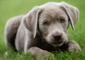 A little labrador puppy is playing outside