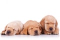 Little labrador retriever puppies sleeping