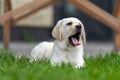 little labrador puppy lies on the grass and yawns. eyes covered Royalty Free Stock Photo