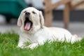 little labrador retriever puppy lies on the grass and yawns. eyes closed. long pink tongue